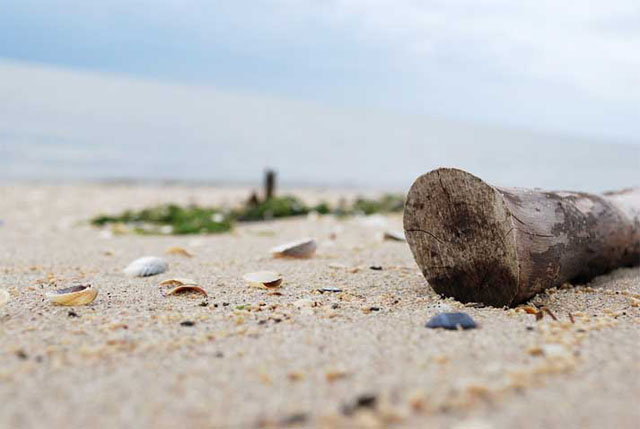 Strandgut am Jadebusen