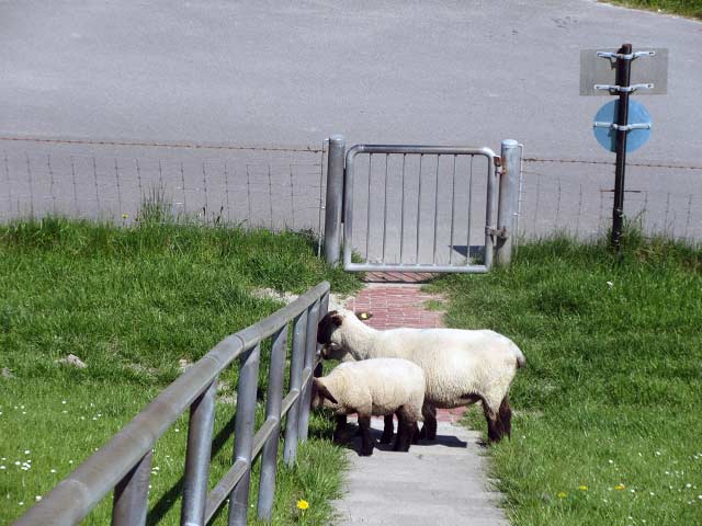 Schafe Eckwarderhörne