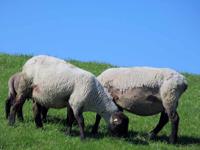 Schafe am Deich Varel